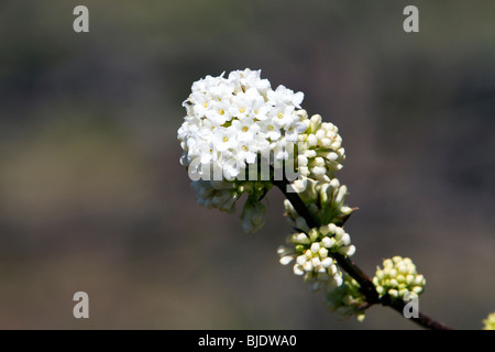 Blüten von A weiß Viburnum Farreri Candissimum duftend Viburnum in der Geißblatt-Familie. Stockfoto