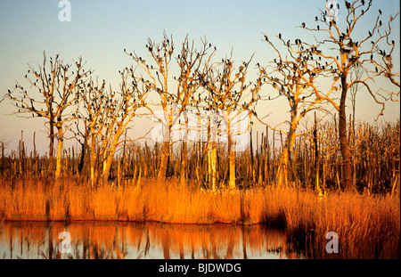 Kolonie der Kormorane in der Moor-Naturschutzgebiet von Anklam, Deutschland Stockfoto