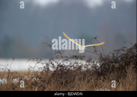 Barn Owl (Tyto alba) Quarter das Land während der Wintermonate in Norfolk UK. Stockfoto