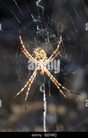 Weiblich-Garten Orb Web Spider Stockfoto