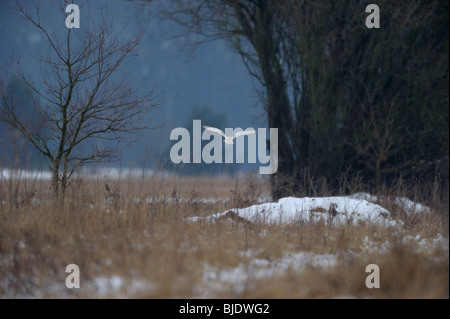 Barn Owl (Tyto alba) Quarter das Land während der Wintermonate in Norfolk UK. Stockfoto