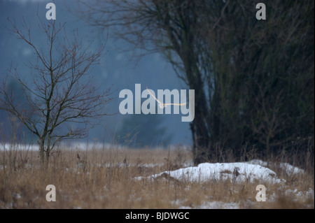 Barn Owl (Tyto alba) Quarter das Land während der Wintermonate in Norfolk UK. Stockfoto