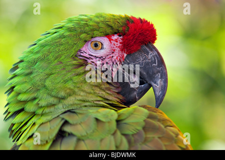 Ein Porträt von einem grünen Papagei Ara (ARA) Stockfoto