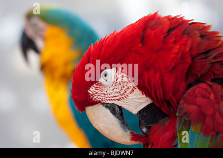 Grün-winged Ara mit verschwommenen blauen und gelben Papagei im Hintergrund Stockfoto