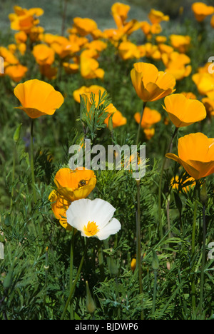 California Poppies, Wildblumen im Arizona Wüste im Frühling.  Dieses Bild enthält ein Beispiel für die seltenen weißen Mutante. Stockfoto