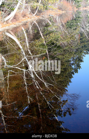 Spiegelbild der Äste in See Spiegelung, weiße Birke, Espe, immergrün, Tannen, grün, Äste, blauen See, Herbstfarben Stockfoto