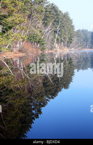 Spiegelbild der Äste in See Spiegelung, weiße Birke, Espe, immergrün, Tannen, grün, Äste, blauen See, Herbstfarben Stockfoto