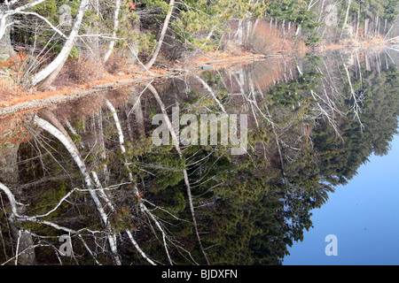 Spiegelbild der Äste in See Spiegelung, weiße Birke, Espe, immergrün, Tannen, grün, Äste, blauen See, Herbstfarben Stockfoto