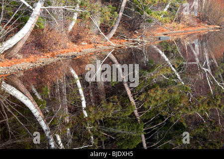 Spiegelbild der Äste in See Spiegelung, weiße Birke, Espe, immergrün, Tannen, grün, Äste, blauen See, Herbstfarben Stockfoto