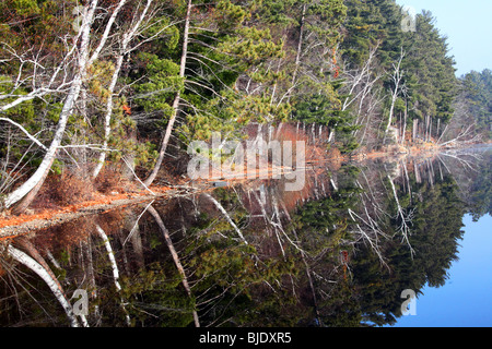 Spiegelbild der Äste in See Spiegelung, weiße Birke, Espe, immergrün, Tannen, grün, Äste, blauen See, Herbstfarben Stockfoto