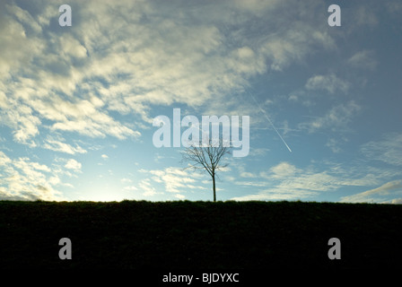 Silhouette Baum gegen lückenhaft bewölktem Himmel Stockfoto