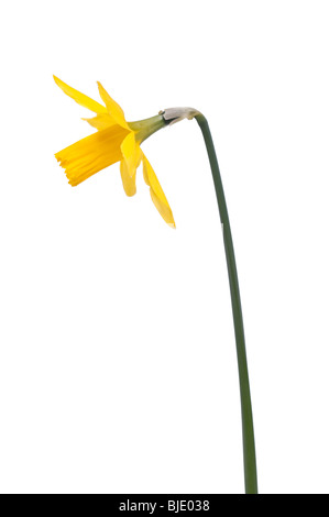 Eine einzelne gelbe Narzisse (Narcissus Pseudonarcissus) Blume auf einem weißen Hintergrund Stockfoto