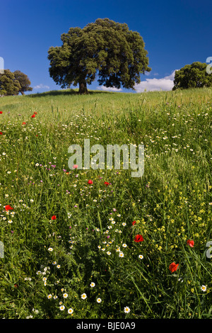 Wilde Blumen im Feld, Frühling, nr Olvera, Andalusien, Spanien Stockfoto