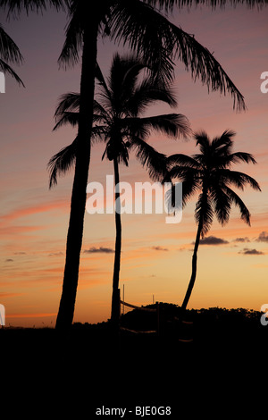 USA. Florida. Miami Beach. Ocean Drive. Lummus Park bei Sonnenaufgang. Stockfoto