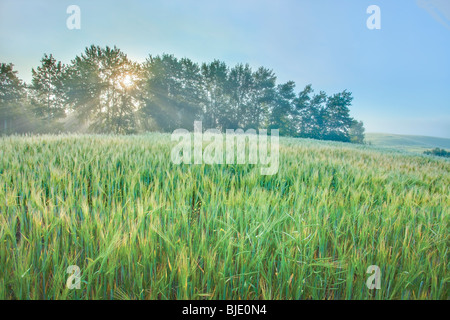 Am frühen Morgen im Weizenfeld, in der Nähe von Stony Plain, Alberta, Kanada Stockfoto