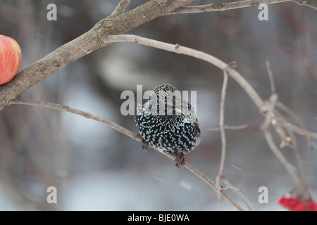 (Häufig) Star (Sturnus Vulgaris) hocken auf einem Zweig Winterkleid Stockfoto