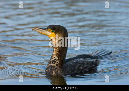 Kormoran (Phalacrocorax Carbo) Schwimmen im See Stockfoto