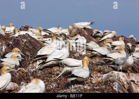Basstölpel, Morus Bassanus, Kolonie und Nester am Bass Rock, Schottland, Großbritannien Stockfoto