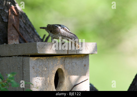 Eurasische Wendehals (Jynx Torquilla) auf Nistkasten mit Essen in Rechnung Stockfoto