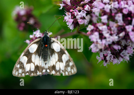 Marmoriert weiß (Melanargia Galathea) mit roten parasitäre Milben auf Oregano / wilden Majoran (Origanum Vulgare) in eine Wiese in Lor Stockfoto