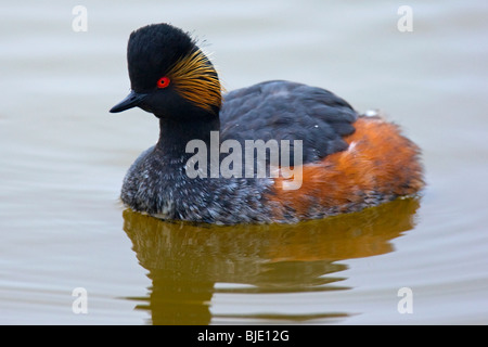 Schwarzhalstaucher / Eared Haubentaucher (Podiceps Nigricollis) im Sommer Gefieder auf einem See, Zeeland, Niederlande Stockfoto