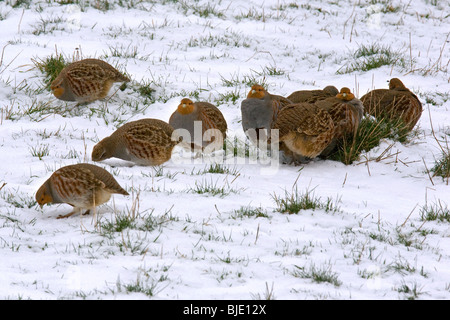 Herde von graue Rebhühner (Perdix Perdix) auf Nahrungssuche im Schnee auf Wiese im Winter, Zeeland, Niederlande Stockfoto