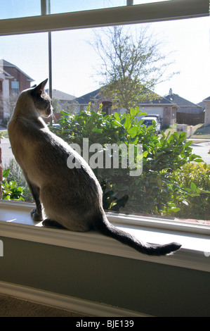 Siam Blue-Point Katze Stockfoto