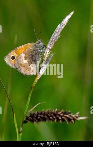 Kleine Heide (Coenonympha Pamphilus) auf eine Segge (Carex sp.) im Grünland, Hautes Fagnes; Belgien; Europa Stockfoto