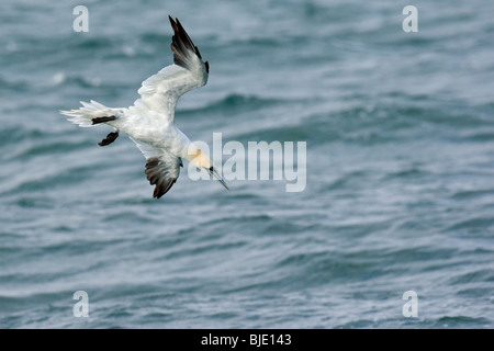 Basstölpel (Morus Bassanus / Sula Bassana) Tauchen für Lebensmittel in der Nordsee, England, UK Stockfoto