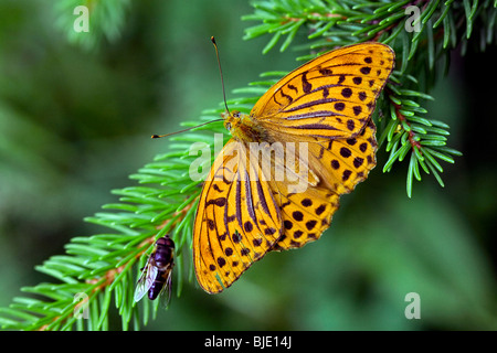 Silber-washed Fritillary (Argynnis Paphia) im Wald, Frankreich, Europa Stockfoto