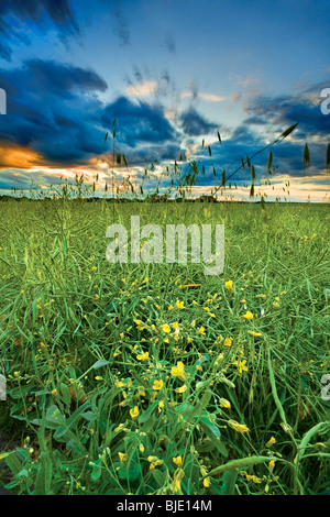 Stürmischer Himmel über Raps Felder bei Sonnenuntergang, in der Nähe von Fort Saskatchewan, Alberta, Kanada Stockfoto