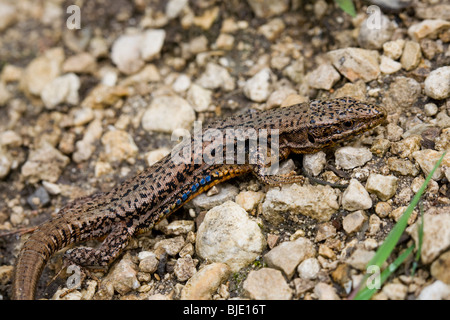 Männliche gemeinsame Wand-Eidechse (Podarcis Muralis)-Porträt in der Morvan, Frankreich Stockfoto