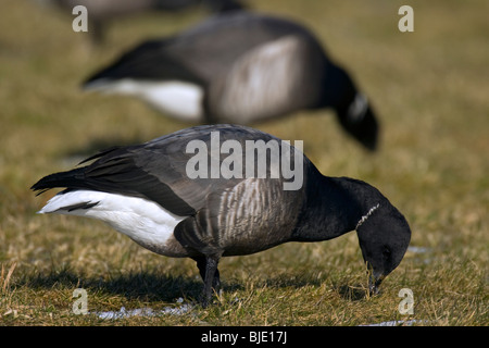 Herde von Brant Gänse / Ringelgans (Branta Bernicla) auf Nahrungssuche in Grünland, Zeeland, Niederlande Stockfoto