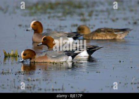 Herde der eurasischen Pfeifenten (Anas Penelope) auf Nahrungssuche in überschwemmten Wiesen, Zeeland, Niederlande Stockfoto