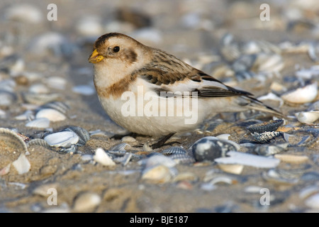 Snow Bunting (Plectrophenax Nivalis) auf Nahrungssuche unter den Muscheln am Strand im winter Stockfoto