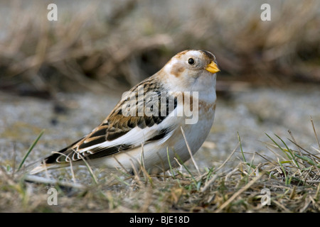 Snow Bunting (Plectrophenax Nivalis) auf Nahrungssuche in den Dünen im winter Stockfoto