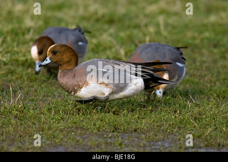 Herde der eurasischen Pfeifenten (Anas Penelope) auf Nahrungssuche in Grünland, Zeeland, Niederlande Stockfoto