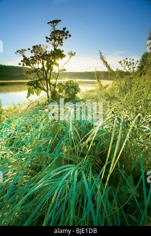 Devil's Club in Lakeside Wiese Hintergrundbeleuchtung von Rising Sun, Chickakoo Lake Recreation Area, Parkland County, Alberta, Kanada Stockfoto