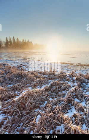 Sonne durch Nebel, vertikal, Elk Island Lake National Park, Alberta, Kanada Stockfoto