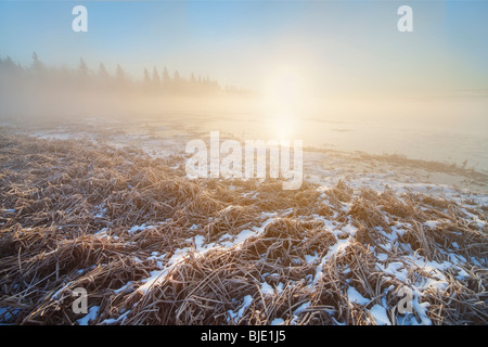 Sonne geht durch dichten Nebel, Elk Island Lake National Park, Alberta, Kanada Stockfoto