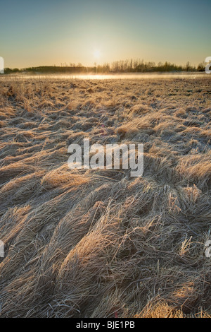 Prairie See bei Sonnenaufgang, in der Nähe von Elk Island National Park, Alberta, Kanada Stockfoto