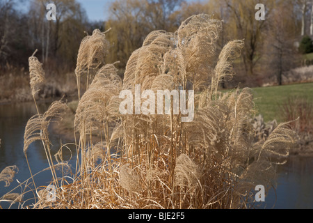 Nahaufnahme des hohen trockenen dekorativen Pampas Gras ( Cortaderia selloana) im frühen Frühjahr und eines Teichs im Stadtpark Ohio USA USA horizontal Hi-res Stockfoto