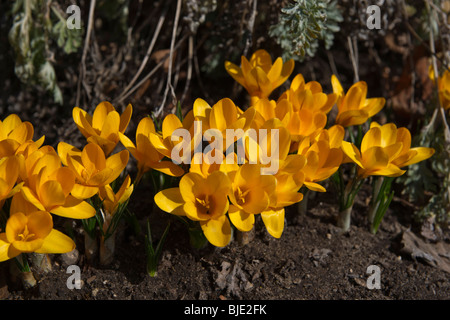 Gruppe von gelben Krokussen zwanenburg-Bronzegruppe Blumen im frühen Frühjahr von oben niemand Hi-res Stockfoto