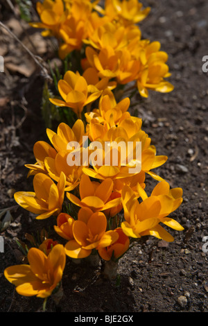 Gruppe von gelben Krokussen zwanenburg Gruppe Bronzeblüten im frühen Frühjahr von oben niemand Hi-res Stockfoto