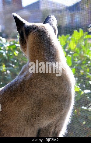 Siam Blue-Point Katze Stockfoto