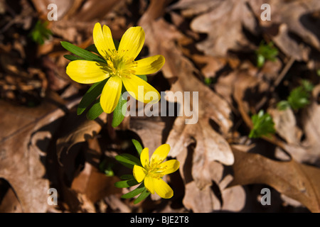 Blühender gelber Winterakonit (Eranthis hyemalis) blüht Blätter im frühen Frühjahr von oben niemand verschwommene Unschärfe Hintergrund Hi-res Stockfoto