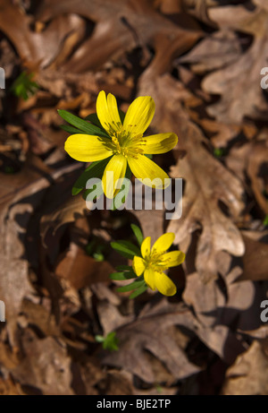 Blühende gelbe Winter Aconitum (Eranthis Hyemalis) Blumen bedeckt mit trockenem Eichenlaub im zeitigen Frühjahr von oben niemand Stockfoto