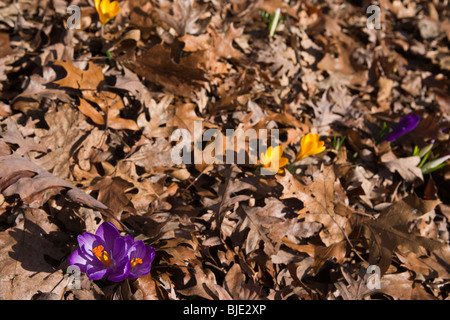 Blühende gelbe Krokusse zwanenburg-Blüten getrocknete Eichenblätter im frühen Frühjahr Draufsicht Niemand verschwimmt unscharfer Hintergrund der Boden Hi-res Stockfoto