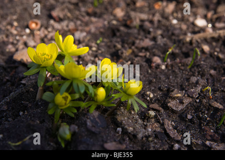 The Winter Aconite Eranthis Hyemalis Buttercup wolfs bane pictures images photos large high resolution from above horizontal in USA US hi-res Stockfoto