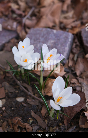 Blühende weiße Krokusblüten, die in gefallenen getrockneten Eichenblättern im Frühjahr begraben sind niemand verschwimmt unscharfe Hintergrundflorale Landschaft der Boden Hi-res Stockfoto